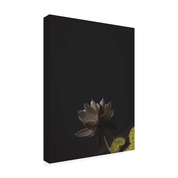 Kurt Shaffer 'White Lotus Reflected' Canvas Art,14x19